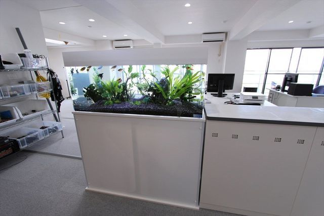 レンタル水槽　120cm
