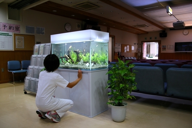 埼玉県伊奈町　レンタル水槽